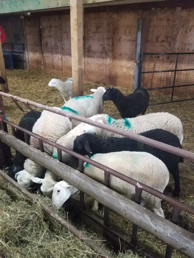 Lambs ready to burcher - Photo 2