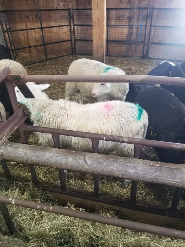 Lambs ready to burcher - Photo 3