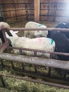 Lambs ready to burcher - Photo 3