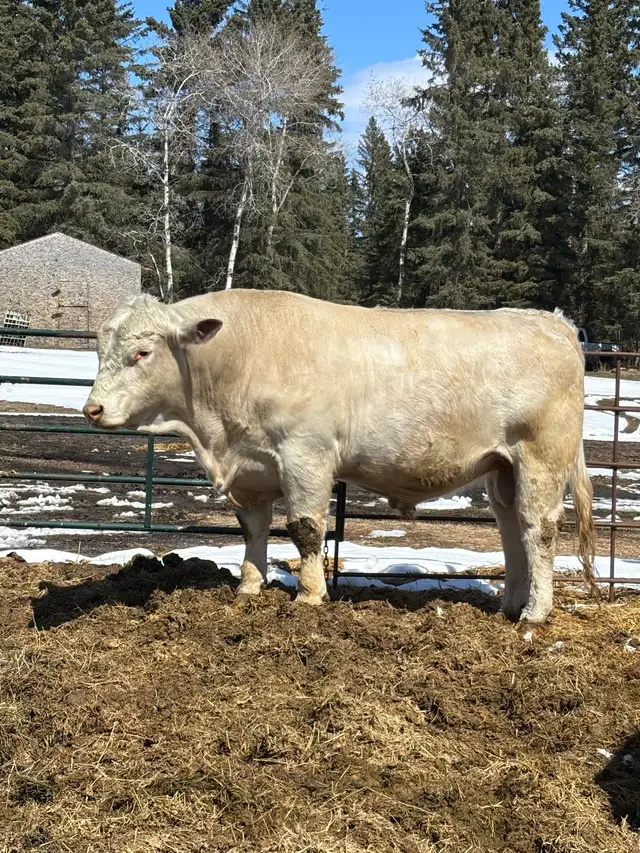 registered Charolais bull