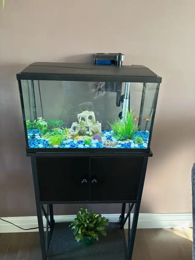 10 Gallons fish tank with fish, table and supplies for $160