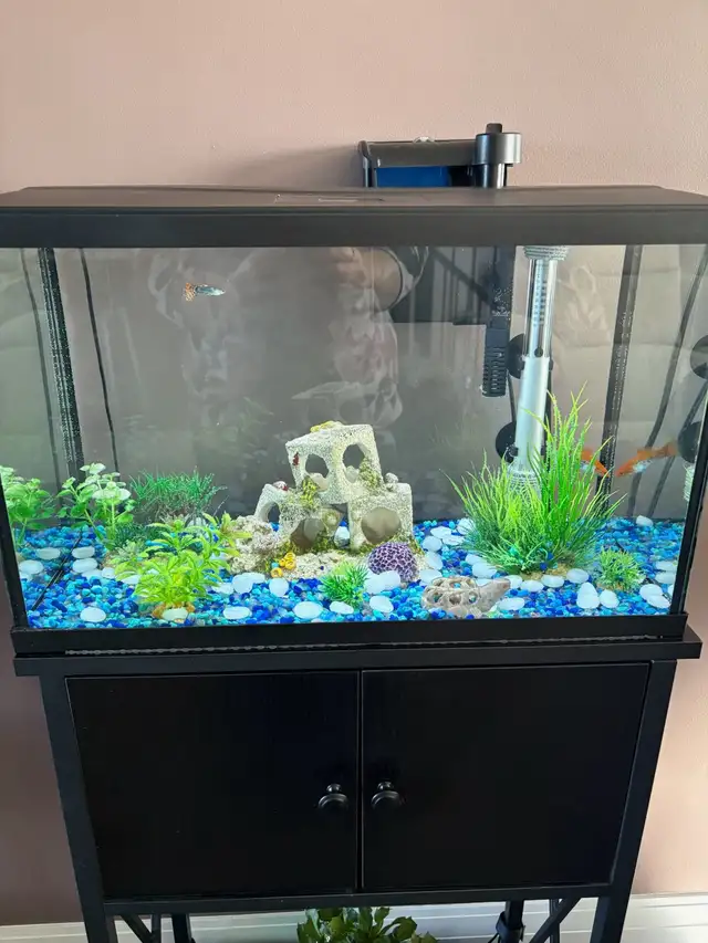 10 Gallons fish tank with fish, table and supplies for $160 - Photo 3