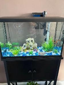 10 Gallons fish tank with fish, table and supplies for $160 - Photo 3