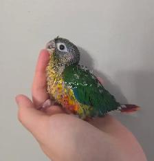 Oisillions conure