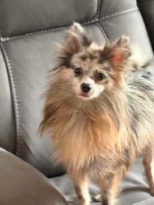 Belle femelle pomeranien adulte