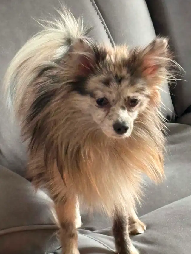 Belle femelle pomeranien adulte - Photo 2