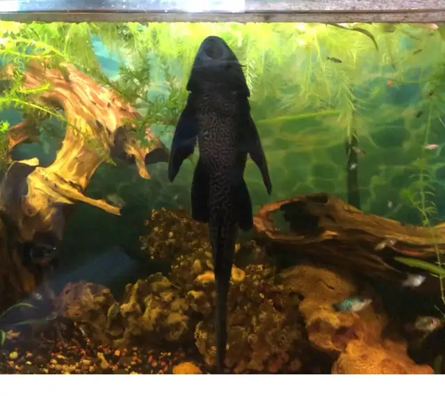 Aquarium  125 gallons - Photo 6