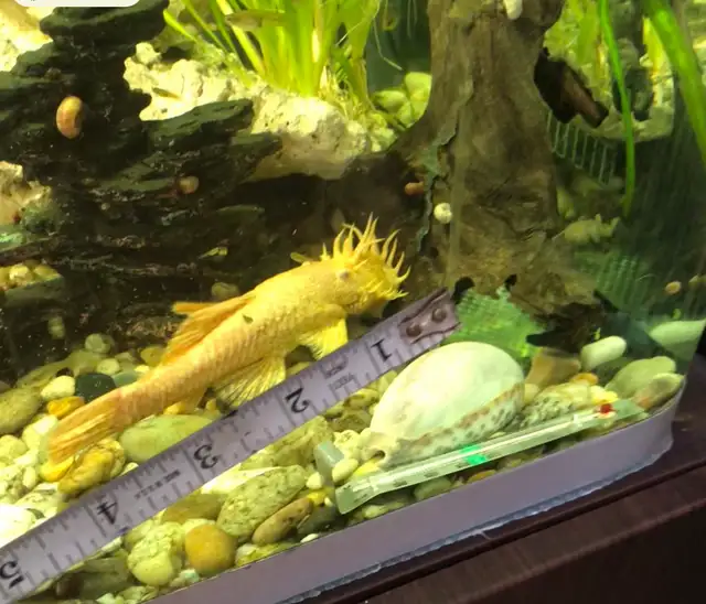 Aquarium  125 gallons - Photo 7