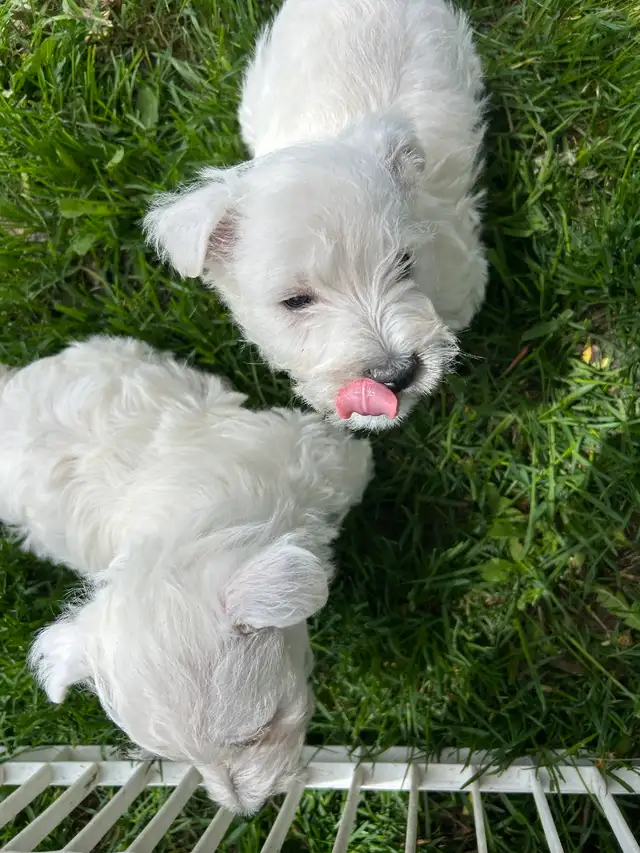 Westie (white terrier)