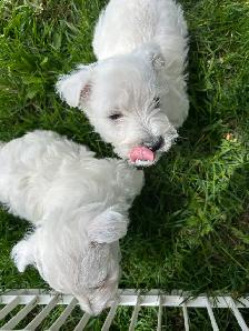 Westie (white terrier)