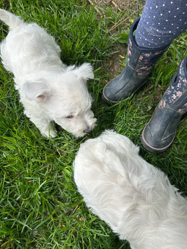 Westie (white terrier) - Photo 2