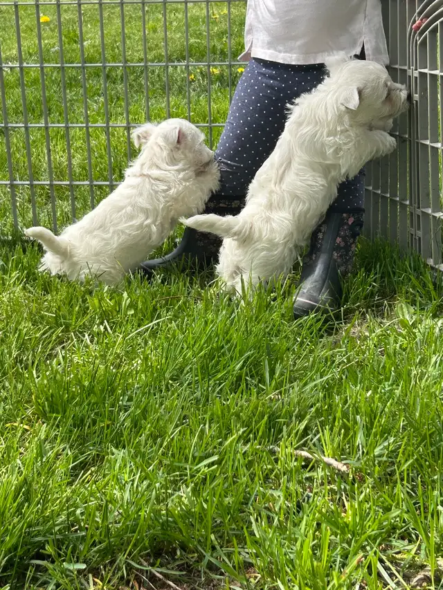 Westie (white terrier) - Photo 3