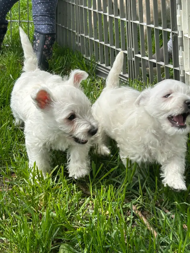 Westie (white terrier) - Photo 4