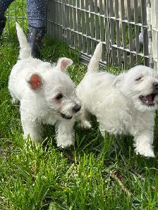 Westie (white terrier) - Photo 4