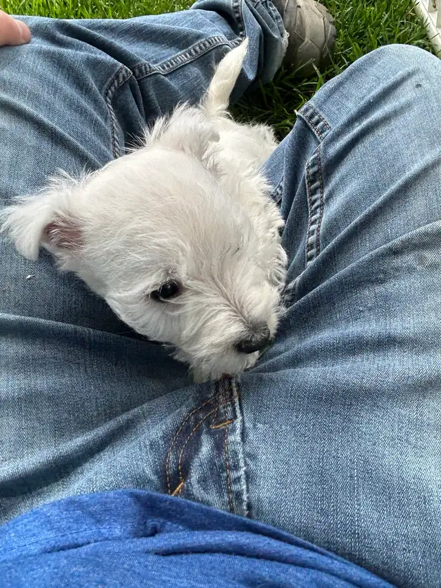 Westie (white terrier) - Photo 5