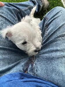 Westie (white terrier) - Photo 5