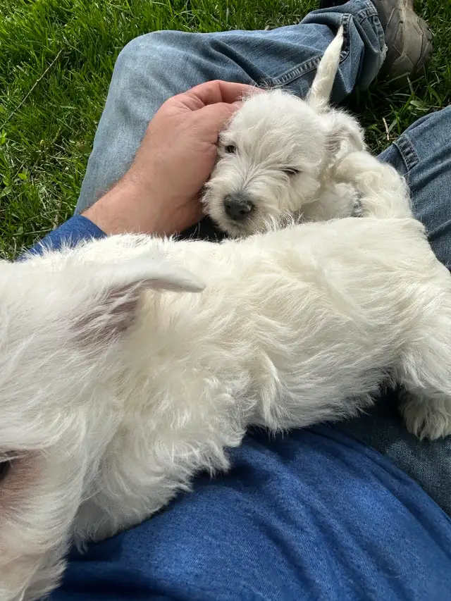 Westie (white terrier) - Photo 6