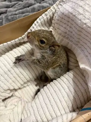Toronto Humane Wildlife Removal - Photo 3