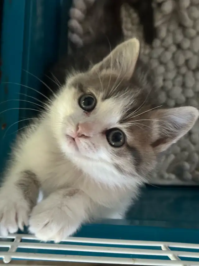 Beautiful friendly Kittens