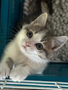 Beautiful friendly Kittens