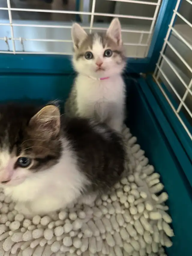 Beautiful friendly Kittens - Photo 2