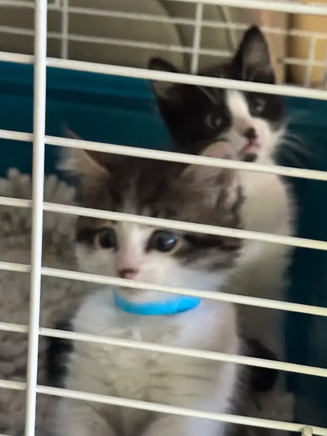 Beautiful friendly Kittens - Photo 3