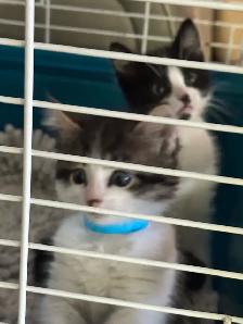 Beautiful friendly Kittens - Photo 3