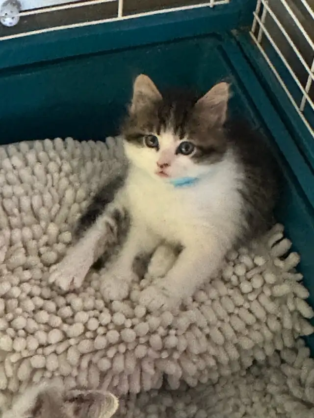 Beautiful friendly Kittens - Photo 4