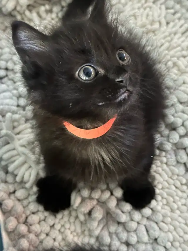 Beautiful friendly Kittens - Photo 5