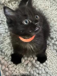 Beautiful friendly Kittens - Photo 5
