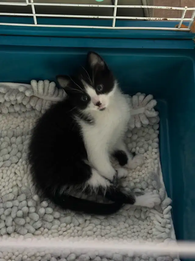 Beautiful friendly Kittens - Photo 6