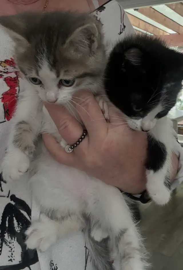 Beautiful friendly Kittens - Photo 7