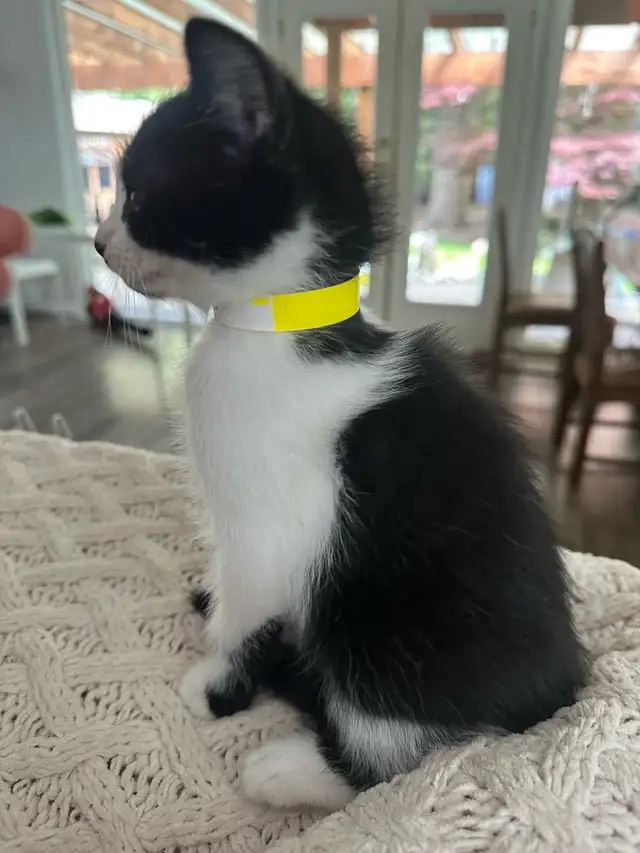 Beautiful friendly Kittens - Photo 8