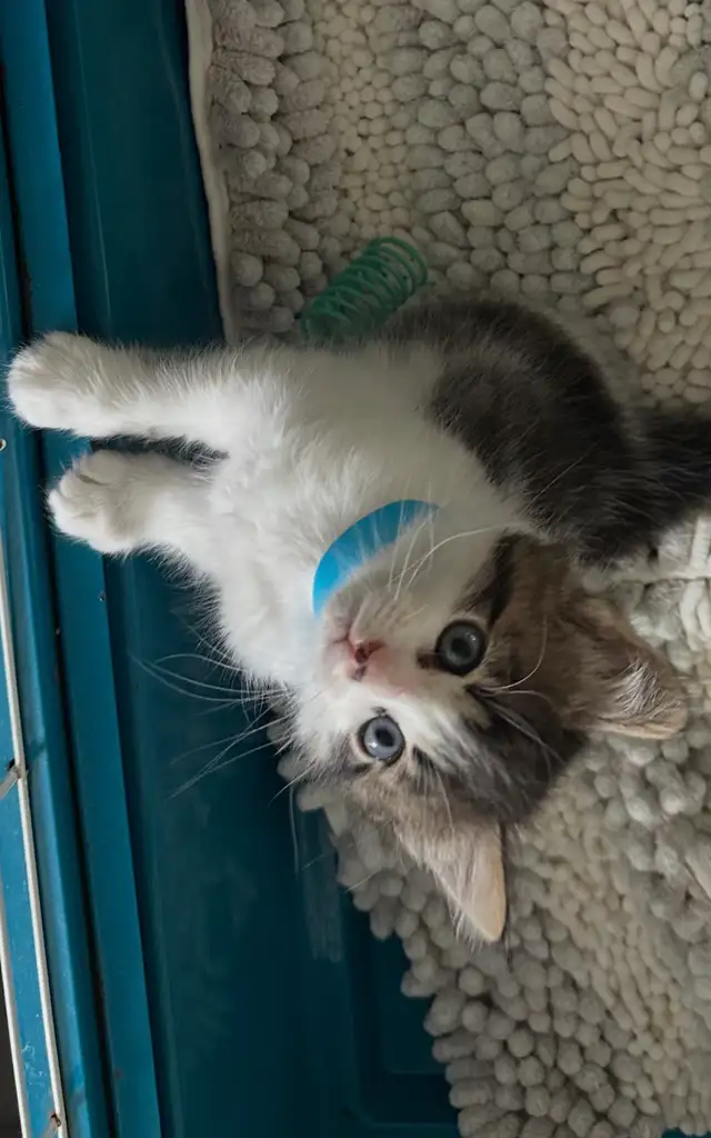 Beautiful friendly Kittens - Photo 9