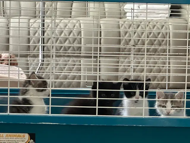 Beautiful friendly Kittens - Photo 10