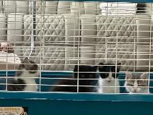 Beautiful friendly Kittens - Photo 10