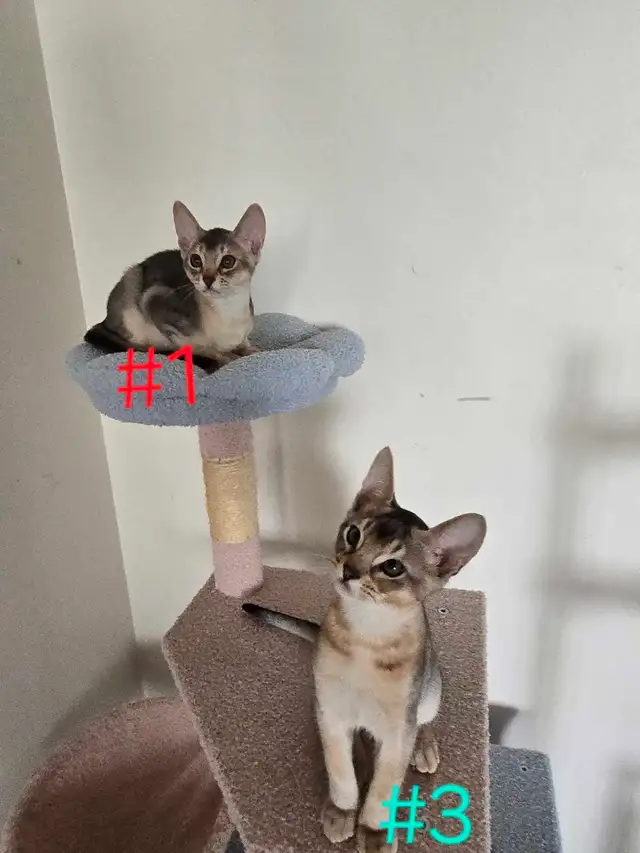 Abyssinian kittens - Photo 2