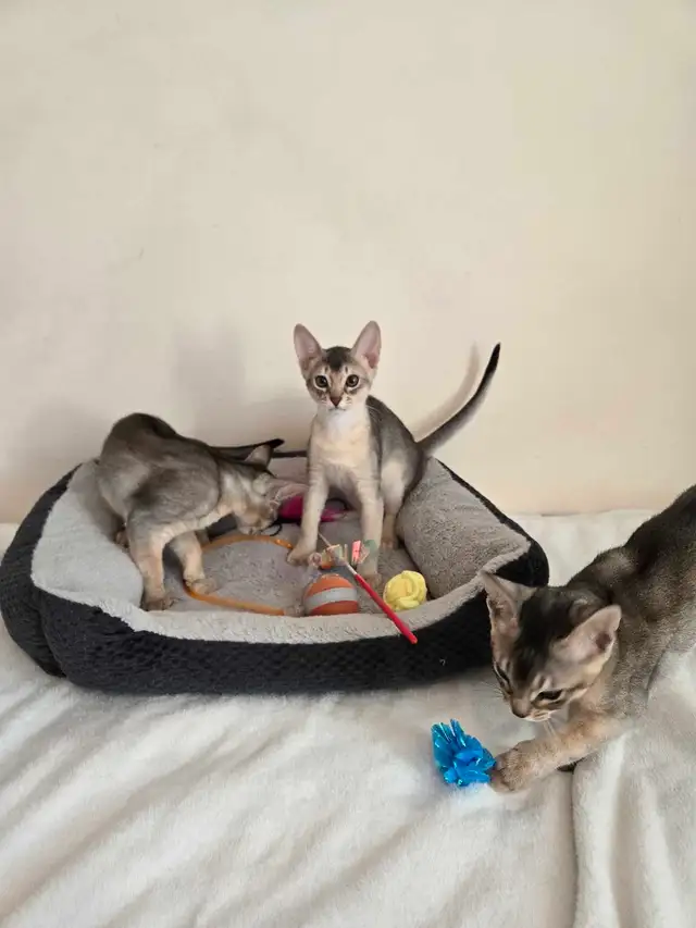 Abyssinian kittens - Photo 6