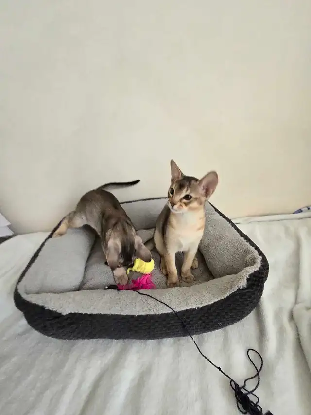 Abyssinian kittens - Photo 7