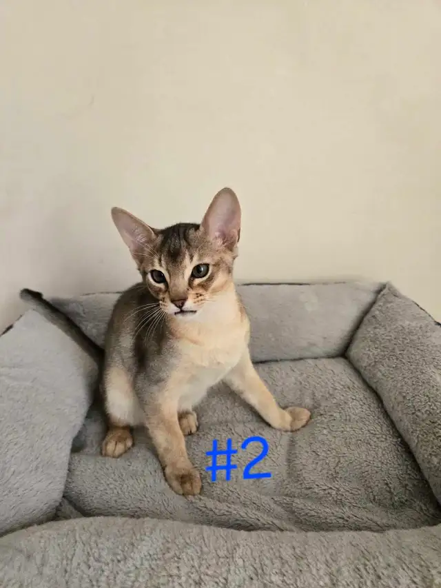 Abyssinian kittens - Photo 8
