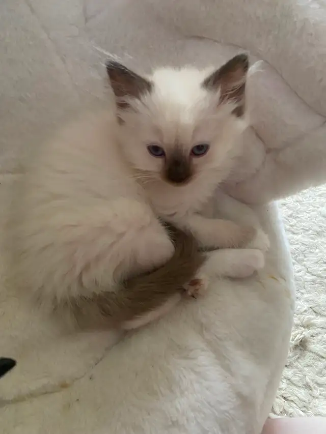 GORGEOUS BABY BICOLOR WHITEMITTED RAGDOLLS!! - Photo 3
