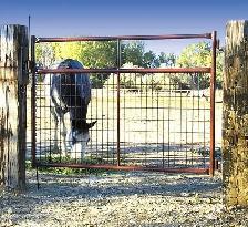 HiQual Livestock & Driveway Combo Gates