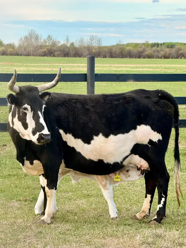 Cow/calf longhorns