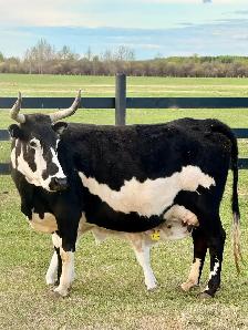 Cow/calf longhorns