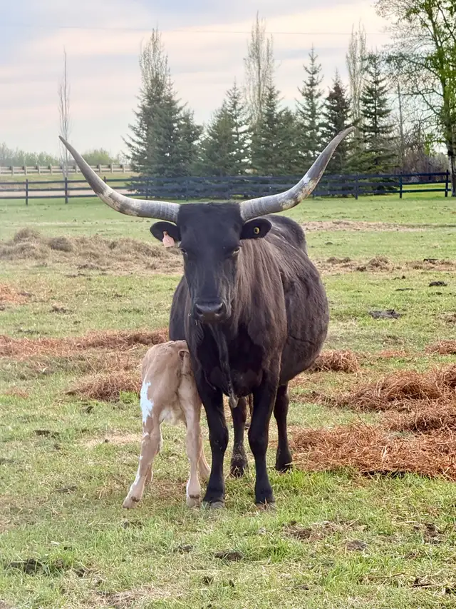 Cow/calf longhorns - Photo 2