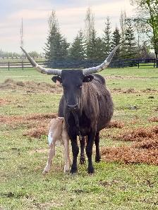 Cow/calf longhorns - Photo 2