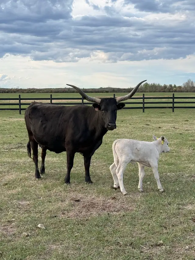 Cow/calf longhorns - Photo 3