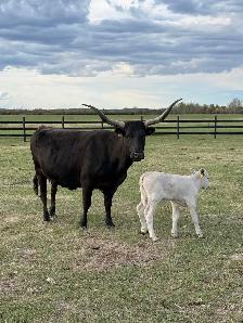 Cow/calf longhorns - Photo 3