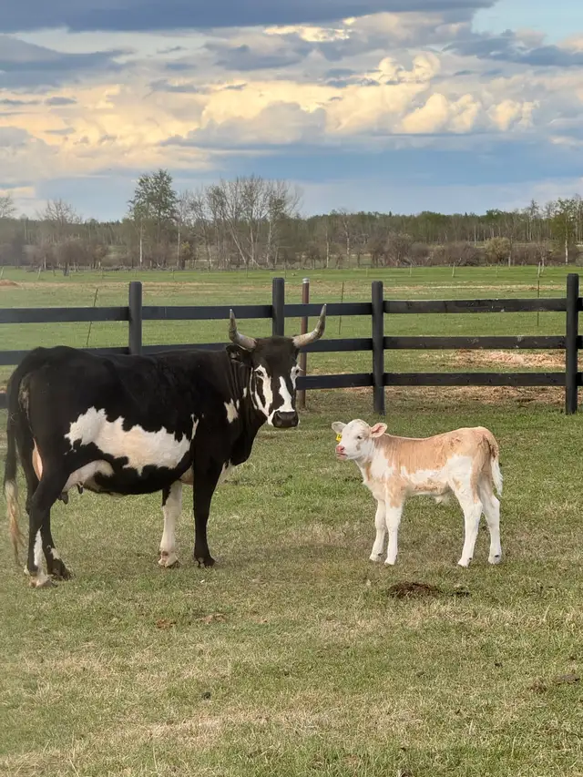 Cow/calf longhorns - Photo 4