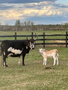 Cow/calf longhorns - Photo 4